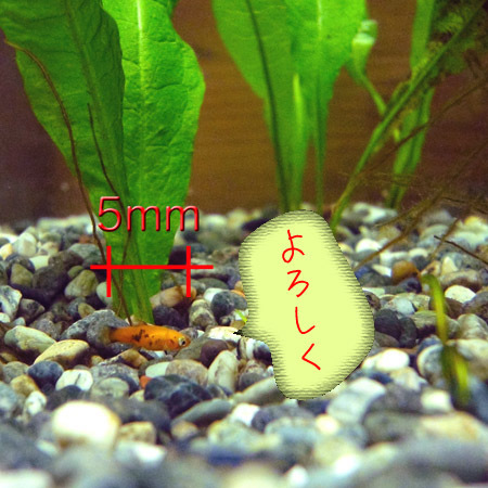 プラティ稚魚.jpg